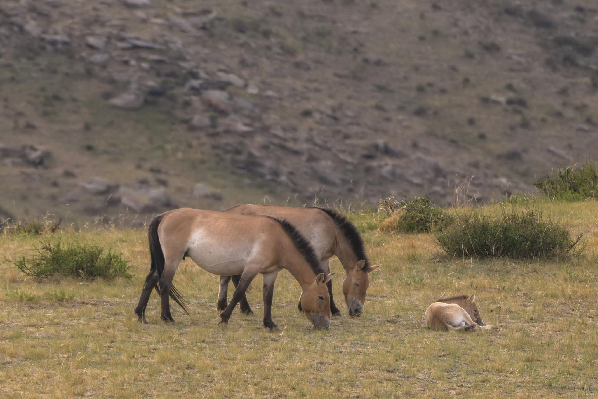 Khustai National Park Takhi