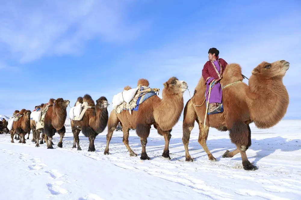 Bactrian camels in the Gobi Desert during winter