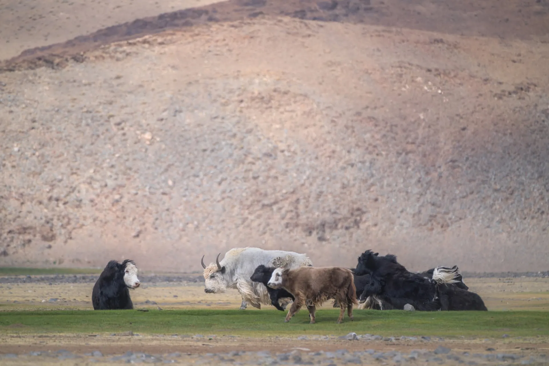 Reindeer herders Mongolia Yak Festival and Orkhon Valley tour 2027