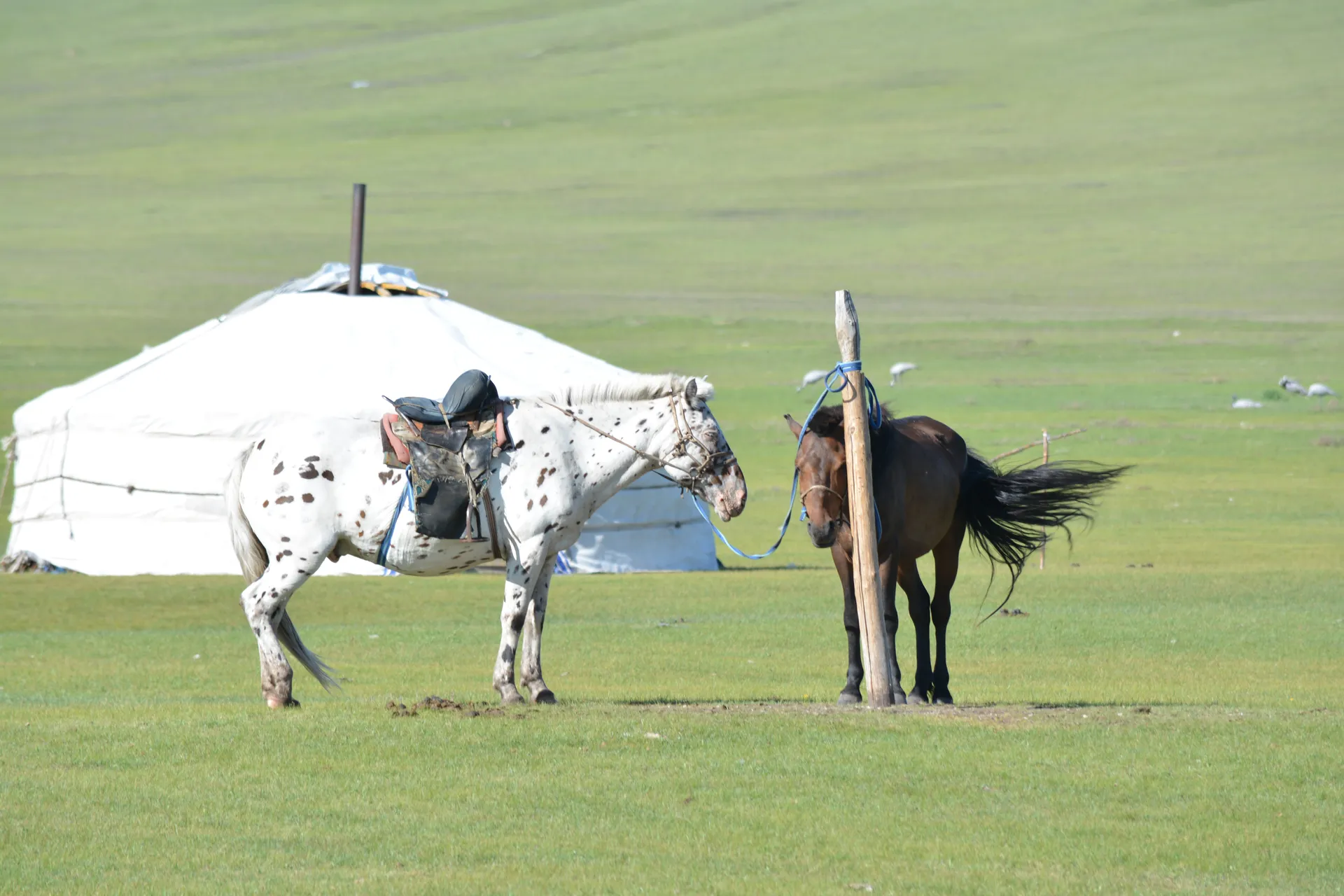 Nomad family