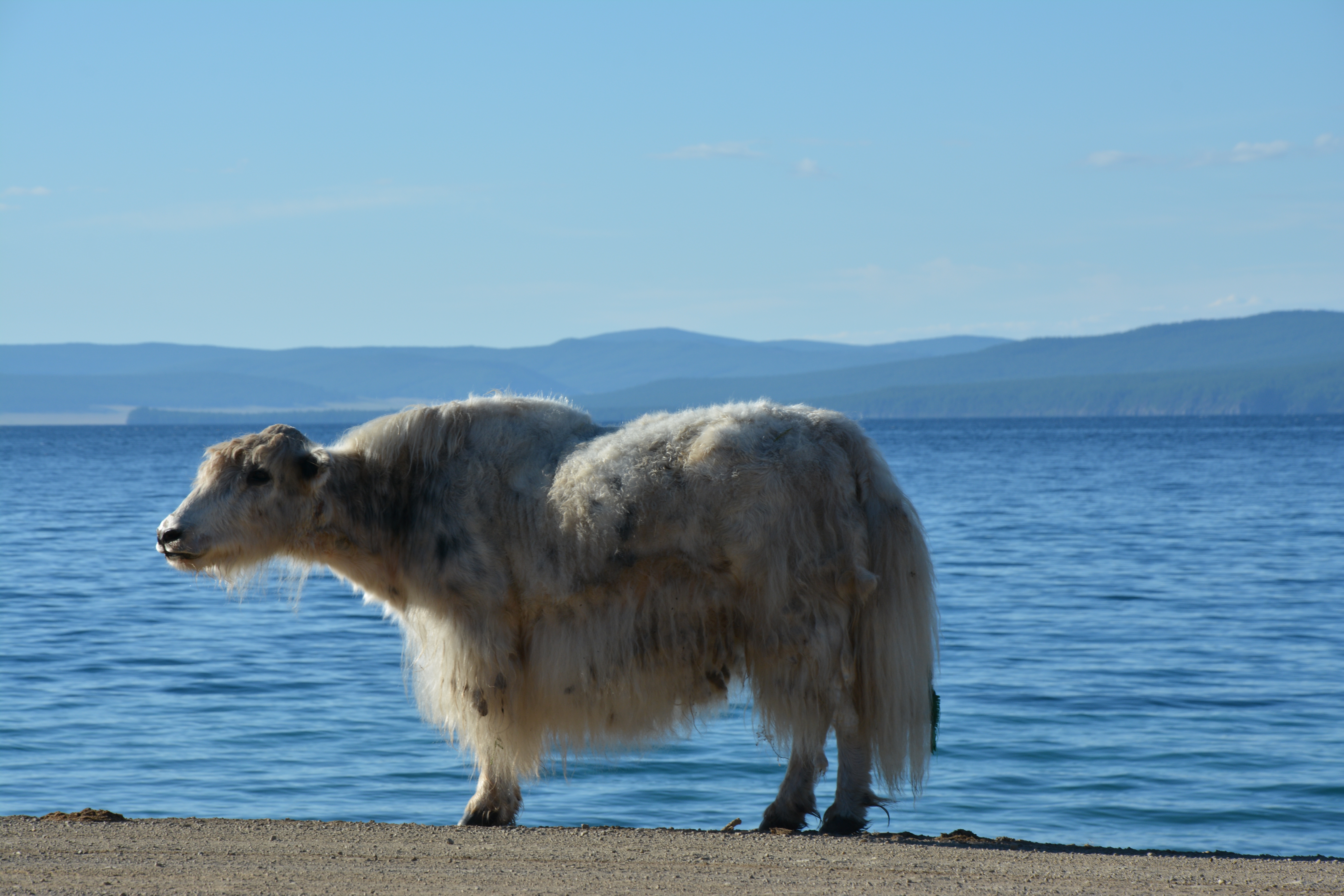 Yak standing beside Khuvsgul Lake