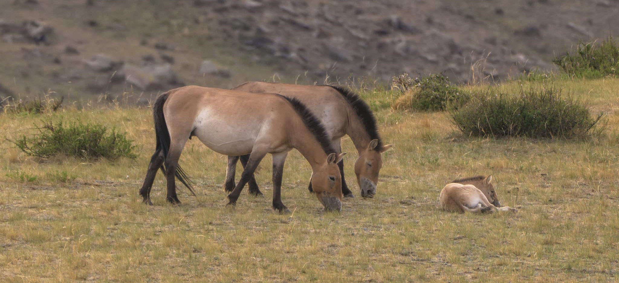 In Search of Mongolia’s Wild Horses — WINTER REINDEER & DARKHAD VALLEY EXPEDITION